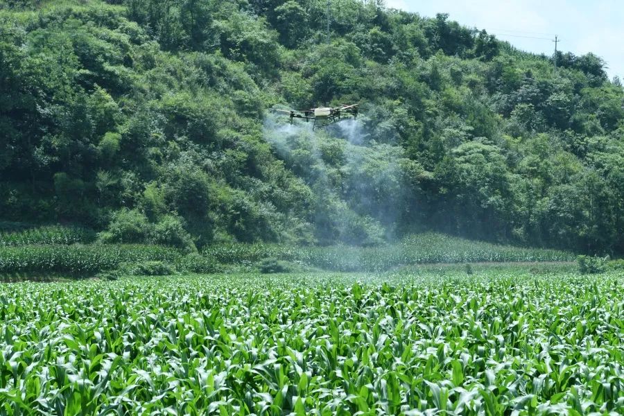 余庆县：无人机“飞防”赋能 科技助力农业提质增效